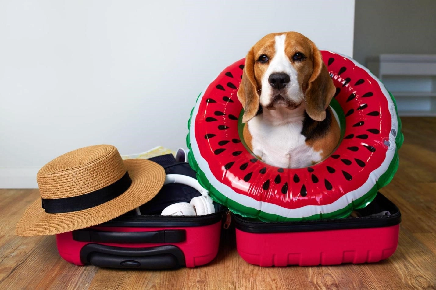 Pet-Friendly Holiday Homes in Dubai: A Haven for Tenants Traveling with Pets | Nexus Living Holidays