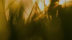 Greenville thumbnail 6